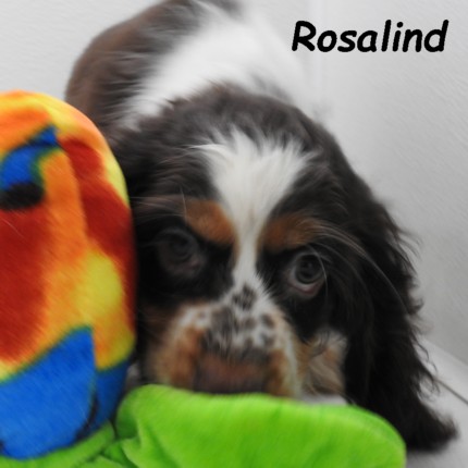 puppy, for, sale, Cocker Spaniel, Joe & Cherri  Overlease, dog, breeder, Miller, MO, dog-breeder, puppy-for-sale, forsale, nearby, find, puppyfind, locator, puppylocator, aca